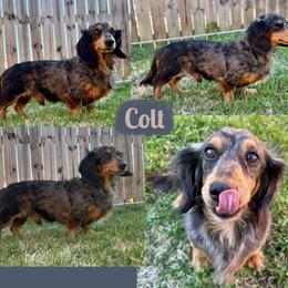 Colt - Dapple male Dachshund puppy in Whitesboro, Texas from Whitesboro Dachshund