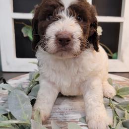 Aussiedoodle and Goldendoodle Puppies from Hunting Creek Kennels