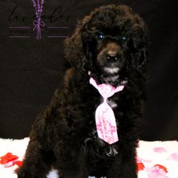 Hunter - Black male Poodle puppy in Mancelona, Michigan from Lavender poodles & doodles
