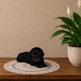 Twix - Black and tan male Dachshund puppy in Richmond, Virginia from Paw Prints