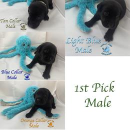 First Pick Male - Black male Labrador Retriever puppy in Greater Houston Area, Texas from Coram Deo Retrievers