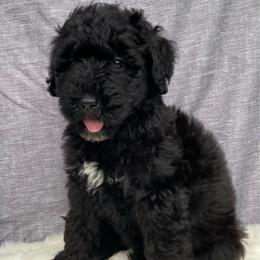 Chanel - Black and white female Bernedoodle puppy in Battle Creek, Michigan from T-Rose’s Bernedoodle & Pomsky Puppies