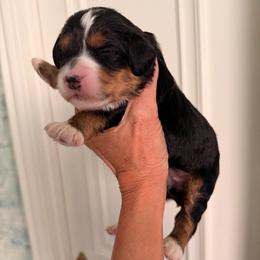 Whiff - Tri-color female Bernedoodle puppy in Royse City, Texas from Platinum Bernedoodles of Texas