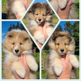 Shetland Sheepdog Puppies from Winterfell Shetland Sheepdogs