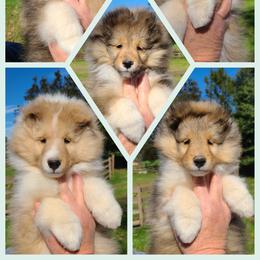 Shetland Sheepdog Puppies from Winterfell Shetland Sheepdogs