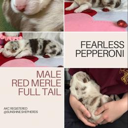 Australian Shepherd Puppies from Sunshine Shepherds