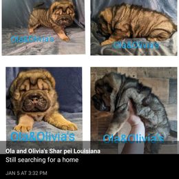 Chinese Shar-Pei Puppies from Ola & Olivia's Shar Pei