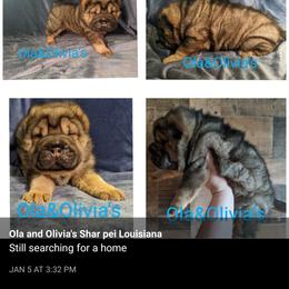 Chinese Shar-Pei Puppies from Ola & Olivia's Shar Pei
