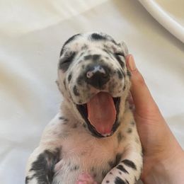 Great Danes from Gentle Giants