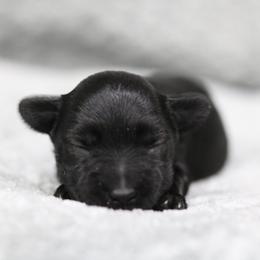 Peanut butter - Black male Miniature Schnauzer puppy in Tremonton, Utah from Rocky Mountain Schnauzer