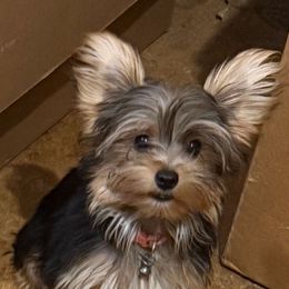 DB Orange BOY - Black and gold male Yorkshire Terrier puppy in Blythe, California from California AKC Maltese & Yorkies