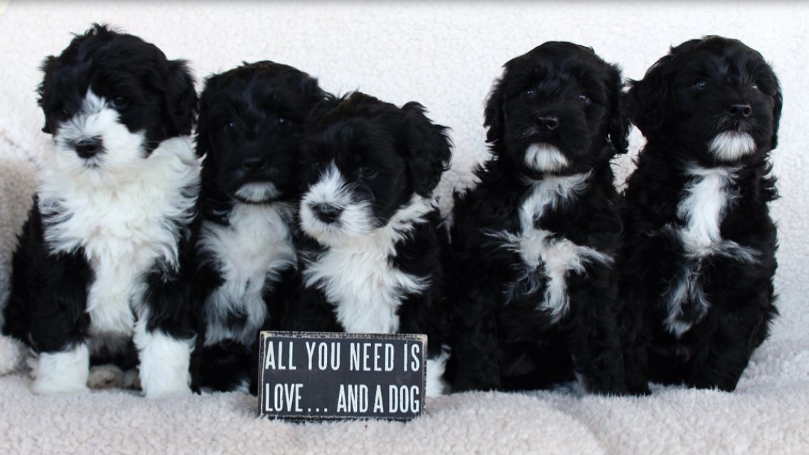 North shore sale portuguese water dogs