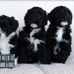 Portuguese Water Dog Puppies from NORTH SHORE PWD's