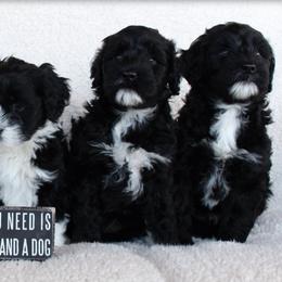 Portuguese Water Dog Puppies from NORTH SHORE PWD's