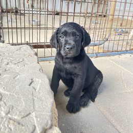 Girl 2 - Black Labrador Retriever puppy in The Hammocks, Florida from Chambray Labradors