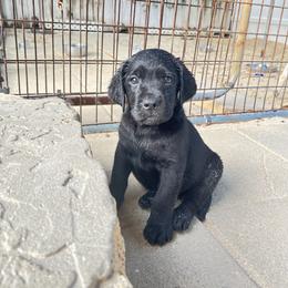 Girl 2 - Black Labrador Retriever puppy in The Hammocks, Florida from Chambray Labradors