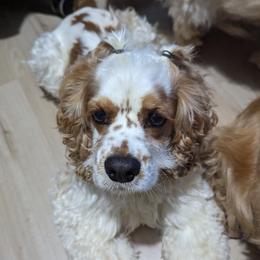 Oakley - Cocker Spaniel