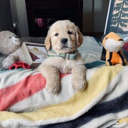 Golden Retriever Puppies from TaylerMade Goldens