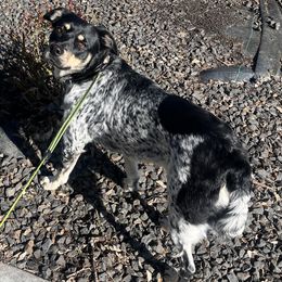 Australian Shepherds and Border Collies from Daisy Farm