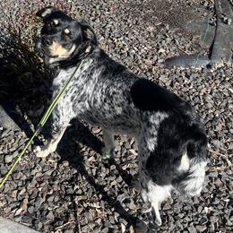 Australian Shepherds and Border Collies from Daisy Farm