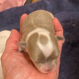 Girl A - Fawn and white female Chihuahua puppy in Chino Valley, Arizona from Lane’s Little Longhairs
