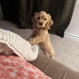 American Corgi, Basset Hound, and Cocker Spaniel Puppies from Oak Hollow Farms