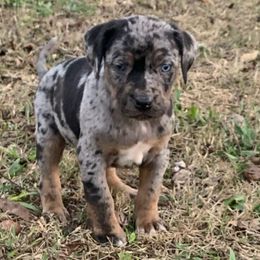 Boy 4 - Blue merle male Catahoula Leopard Dog puppy in Gadsden, Alabama from Rich Cat’s