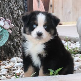 Sully - Black tri male Miniature Australian Shepherd puppy in Goliad, Texas from Sassy Lil Aussies and Diamond W Poodles