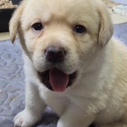 Shenandoah pink collar. - Yellow female Labrador Retriever puppy in Greenwich, Ohio from Pure Gem Kennel
