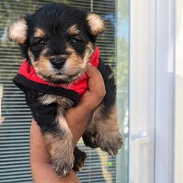 Alfalfa - Black and tan male Yorkipoo puppy in Gastonia, North Carolina from Banks Dynasty Kennel