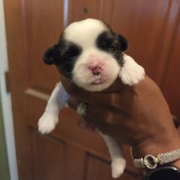 Girl 2 - female Shih Tzu puppy in Hemet, California from Kimberly's Heavenly Shih Tzus