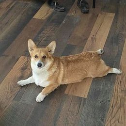Junebug - Pembroke Welsh Corgi