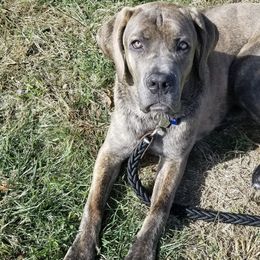 Cane Corso All Grown Up from Bear Valley Cane Corso