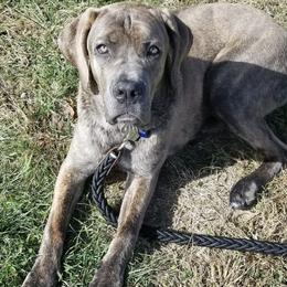 Cane Corso All Grown Up from Bear Valley Cane Corso