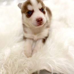 Siberian Husky Puppies from Vixen Siberians