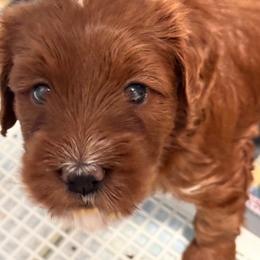 Boots - Red  female Goldendoodle puppy in Henrico, Virginia from Paws 4 Doodles, LLC