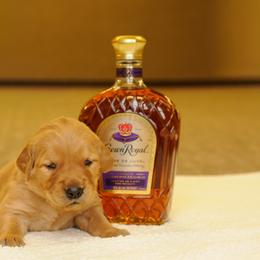 Crown (purple) - Dark golden male Golden Retriever puppy in Bynum, Montana from Summit Canine Breeding