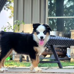 Bunny's Blue-eyed Black Tri Female - Black tri female Toy Australian Shepherd puppy in Leighton, Alabama from Isbell Land & Livestock, LLC