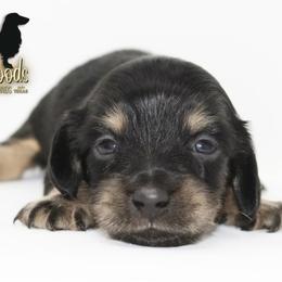 Dachshund Puppies from Piney Woods Miniature Dachshunds