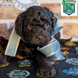 Orange Boy - Brown male Shihpoo puppy in Rockledge, Florida from Stormie's Doodles