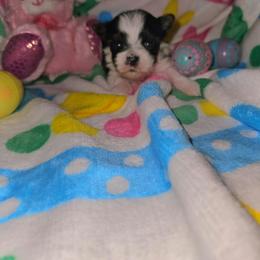 Diamond - Parti female Yorkshire Terrier puppy in Augusta, Georgia from Melissa's Paw Impressions