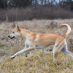 Bee - Carolina Dog