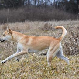 Bee - Carolina Dog