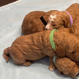 Goldendoodle and Poodle Puppies from Duffey’s IncrediDoodles