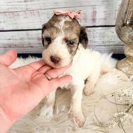 Lumi - Merle female Sheepadoodle puppy in Nixa, Missouri from Davis Family Doodles