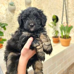 Yukon - Phantom male Bernedoodle puppy in Marshall, Michigan from Whispering Aspen Homestead
