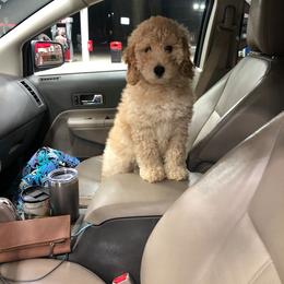 Goldendoodle, Labradoodle, and Aussiedoodle Puppies from West Doodles and Retrievers