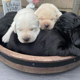 German Shorthaired Pointer and Labrador Retriever Puppies from D&A lab's