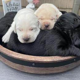 German Shorthaired Pointer and Labrador Retriever Puppies from D&A lab's