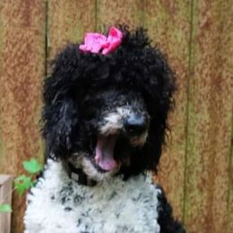 Bella - Goldendoodle